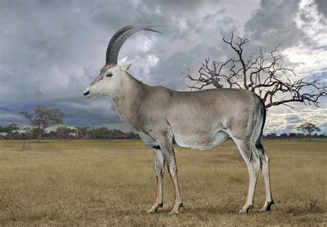 Antelope konya
